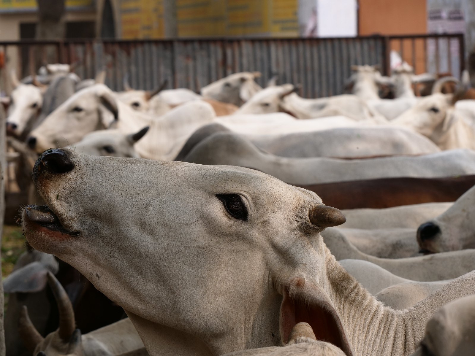  242 Gopashtami Radha kunda Govardhan 19.11.04